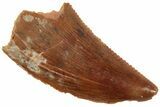 Serrated, Raptor Tooth - Real Dinosaur Tooth #224176-1